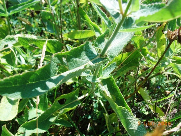 Salvia nemorosa